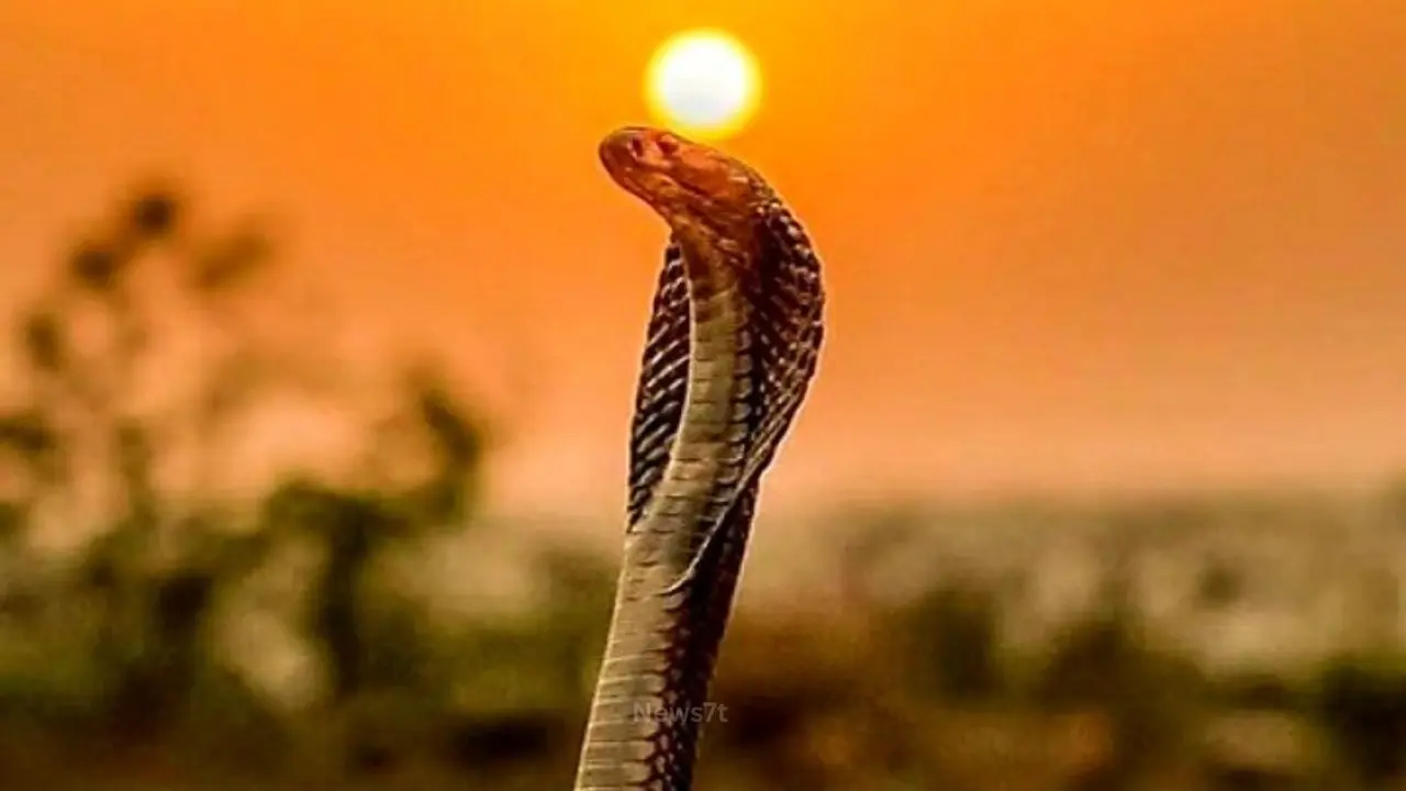 Nag Panchami 2026: Powerful Traditions, Sacred Beliefs, Hidden Mysteries & Positive Spiritual Significance (photo 2)