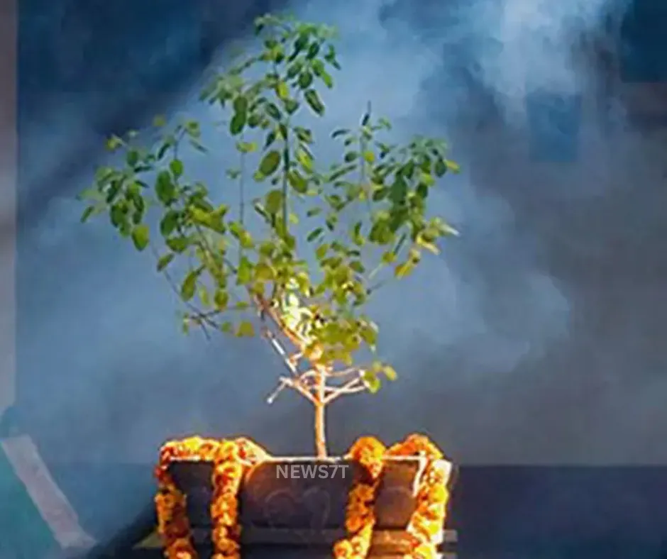 Tulsi Vivah 2025 – The Ultimate Auspicious Wedding of Lord Vishnu and Goddess Tulsi (photo 3)