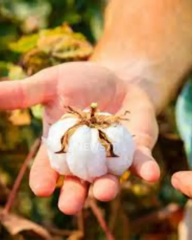 World Cotton Day 2025 – Amazing Facts, History & Global Importance of Cotton